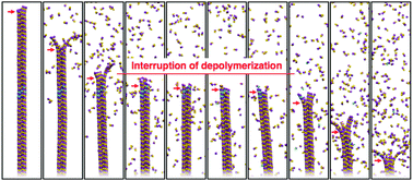 Graphical abstract: Diverse balances of tubulin interactions and shape change drive and interrupt microtubule depolymerization