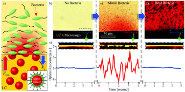 Graphical abstract: Soft matter from liquid crystals