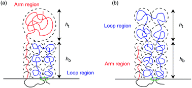 Graphical abstract: Dilution of contact frequency between superenhancers by loop extrusion at interfaces