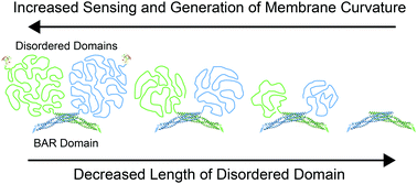Graphical abstract: Structured and intrinsically disordered domains within Amphiphysin1 work together to sense and drive membrane curvature