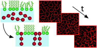 Graphical abstract: Interfacial rheology and direct imaging reveal domain-templated network formation in phospholipid monolayers penetrated by fibrinogen