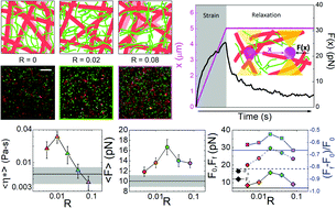 Graphical abstract: Non-monotonic dependence of stiffness on actin crosslinking in cytoskeleton composites