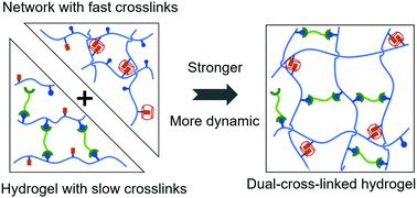 Graphical abstract: Dual-cross-linked dynamic hydrogels with cucurbit[8]uril and imine linkages