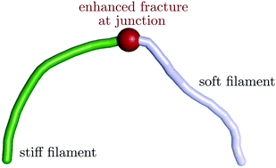 Graphical abstract: Thermal fracture kinetics of heterogeneous semiflexible polymers