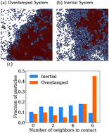 Graphical abstract: Phase separation and state oscillation of active inertial particles