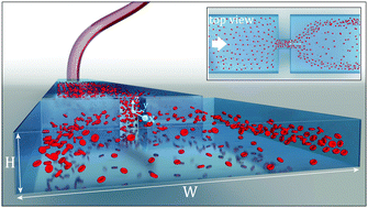 Graphical abstract: Cross-sectional focusing of red blood cells in a constricted microfluidic channel