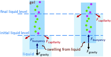 Graphical abstract: Distinguishing deformation mechanisms in elastocapillary experiments