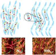 Graphical abstract: Effect of gelation on the Frank elastic constants in a liquid crystalline mixture exhibiting a twist bend nematic phase