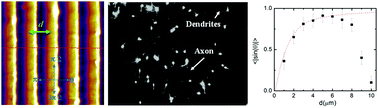 Graphical abstract: Neuron dynamics on directional surfaces