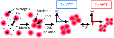 Graphical abstract: Preparation of colloidal molecules with temperature-tunable interactions from oppositely charged microgel spheres