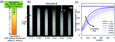 Graphical abstract: Diffusion of multiple electrolytes cannot be treated independently: model predictions with experimental validation