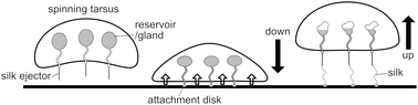 Graphical abstract: Pressure-induced silk spinning mechanism in webspinners (Insecta: Embioptera)