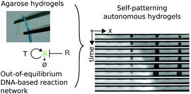 Graphical abstract: DNA-based long-lived reaction–diffusion patterning in a host hydrogel