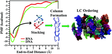 Graphical abstract: Liquid crystal ordering of nucleic acids