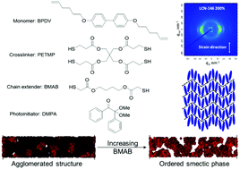 Graphical abstract: Liquid crystalline networks based on photo-initiated thiol–ene click chemistry