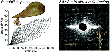 Graphical abstract: Self-healing silk from the sea: role of helical hierarchical structure in Pinna nobilis byssus mechanics