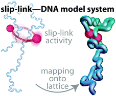 Graphical abstract: A lattice kinetic Monte-Carlo method for simulating chromosomal dynamics and other (non-)equilibrium bio-assemblies