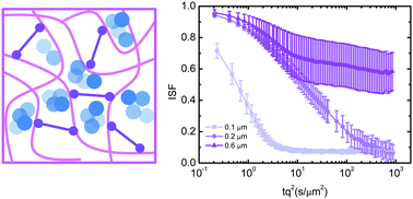 Graphical abstract: Particle diffusion in extracellular hydrogels