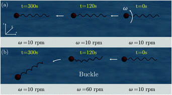 Graphical abstract: Numerical exploration on buckling instability for directional control in flagellar propulsion