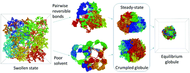 Graphical abstract: Kinetic mechanisms of crumpled globule formation