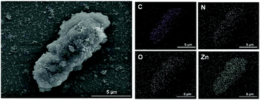 Graphical abstract: Comparison of different zinc precursors for the construction of zeolitic imidazolate framework-8 artificial shells on living cells