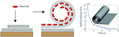 Graphical abstract: Membrane rolling induced by bacterial toxins
