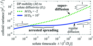 Graphical abstract: Advective-diffusive spreading of diffusiophoretic colloids under transient solute gradients