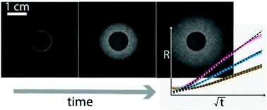 Graphical abstract: Characterizing the fluid–matrix affinity in an organogel from the growth dynamics of oil stains on blotting paper