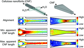 Graphical abstract: Flow fields control nanostructural organization in semiflexible networks
