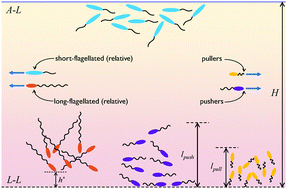 Graphical abstract: Biofilms at interfaces: microbial distribution in floating films