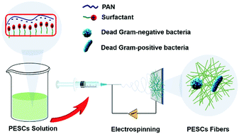 Graphical abstract: Electrospun nanofibers of polyelectrolyte–surfactant complexes for antibacterial wound dressing application