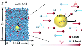 Graphical abstract: Effect of the interaction strength and anisotropy on the diffusio-phoresis of spherical colloids