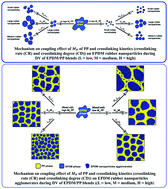 Graphical abstract: Coupling effect of molecular weight and crosslinking kinetics on the formation of rubber nanoparticles and their agglomerates in EPDM/PP TPVs during dynamic vulcanization