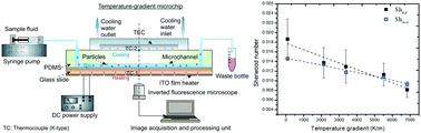 Graphical abstract: Kinetics of colloidal particle deposition in microfluidic systems under temperature gradients: experiment and modelling