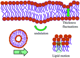 Graphical abstract: Modeling the dynamics of phospholipids in the fluid phase of liposomes