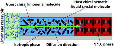 Graphical abstract: Chiral differentiation of limonene in chiral nematic liquid crystals