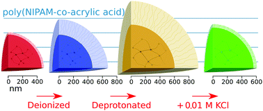 Graphical abstract: Controlling the morphology of microgels by ionic stimuli