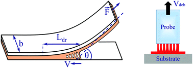 Graphical abstract: Linking peel and tack performances of pressure sensitive adhesives