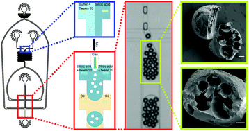 Graphical abstract: Multi-scale microporous silica microcapsules from gas-in water-in oil emulsions