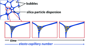 Graphical abstract: Colloidal gelation, a means to study elasto-capillarity effects in foam