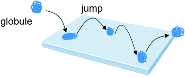 Graphical abstract: Diffusion dynamics of a single collapsed homopolymer globule at the solid–liquid interface