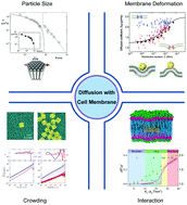 Graphical abstract: Diffusive transport of nanoscale objects through cell membranes: a computational perspective