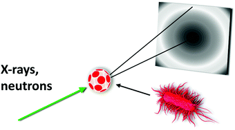 Graphical abstract: Increasing complexity in small-angle X-ray and neutron scattering experiments: from biological membrane mimics to live cells