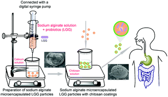 Graphical abstract: Viability of Lactobacillus rhamnosus GG microencapsulated in alginate/chitosan hydrogel particles during storage and simulated gastrointestinal digestion: role of chitosan molecular weight