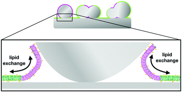 Graphical abstract: Lipid exchange enhances geometric pinning in multicomponent membranes on patterned substrates