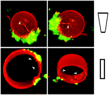 Graphical abstract: Finger-like membrane protrusions are favored by heterogeneities in the actin network