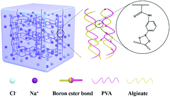 Graphical abstract: A rapid self-healing hydrogel based on PVA and sodium alginate with conductive and cold-resistant properties