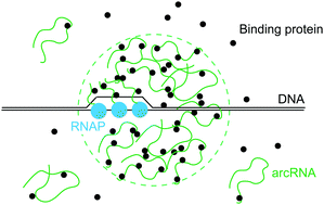 Graphical abstract: Phase separation driven by production of architectural RNA transcripts