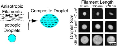 Graphical abstract: Tuning shape and internal structure of protein droplets via biopolymer filaments