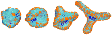 Graphical abstract: Membrane morphologies induced by mixtures of arc-shaped particles with opposite curvature